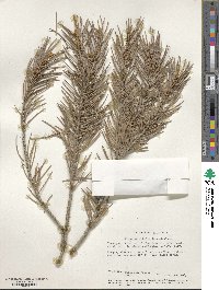 Pinus monophylla image