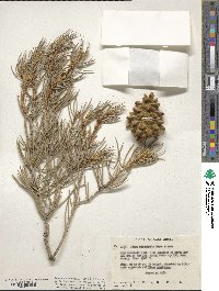 Pinus monophylla image