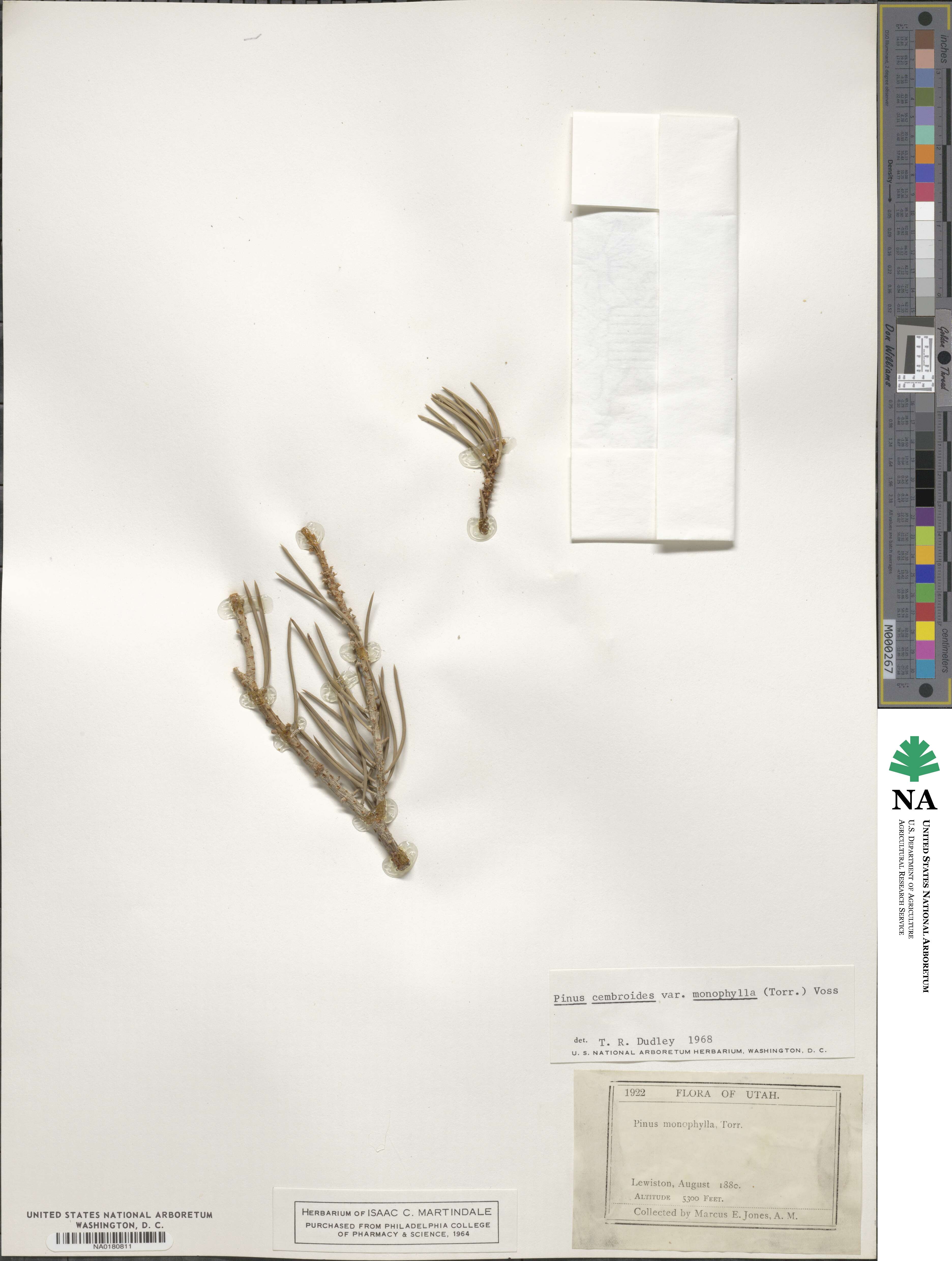 Pinus monophylla image