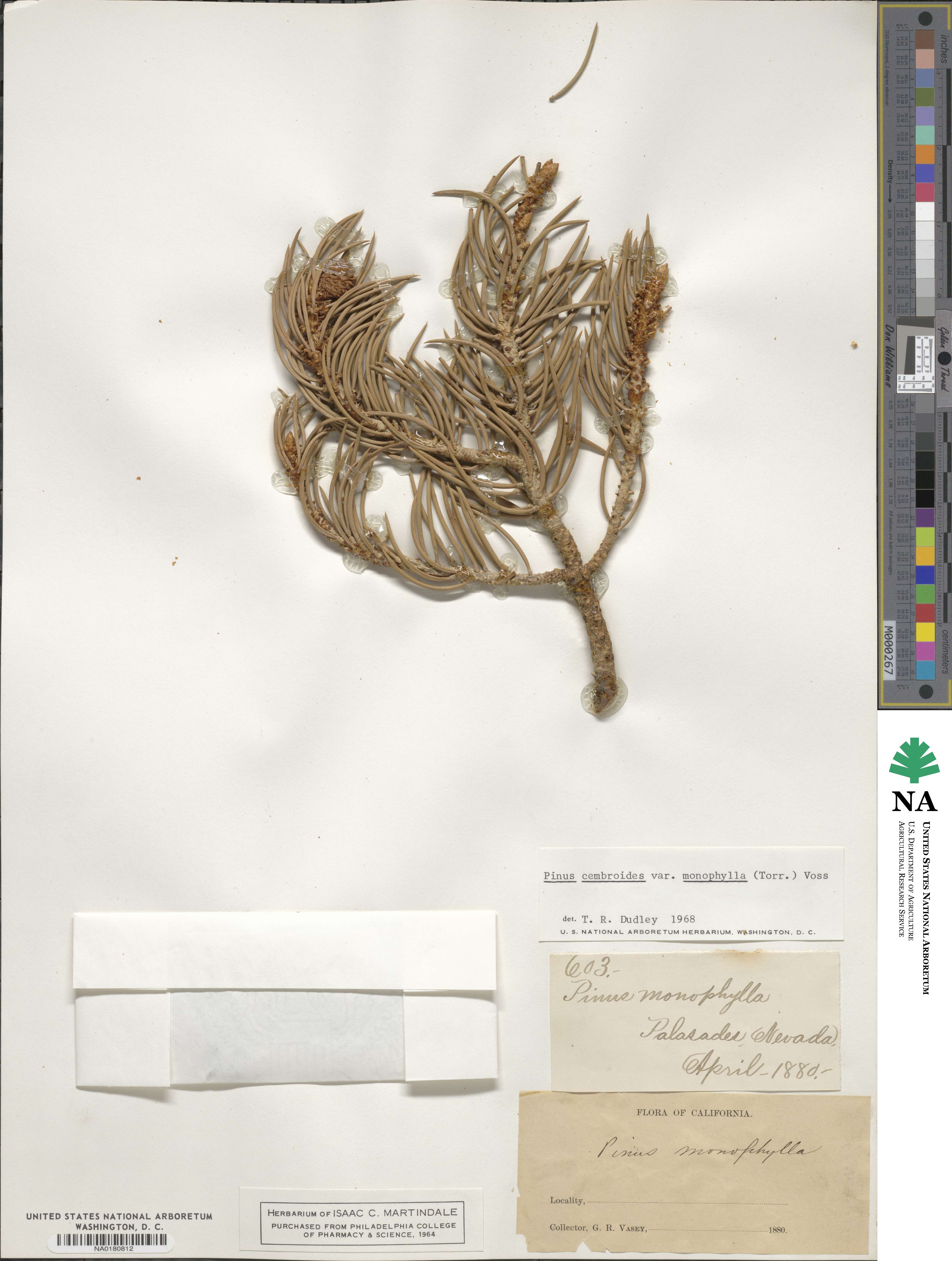 Pinus monophylla image