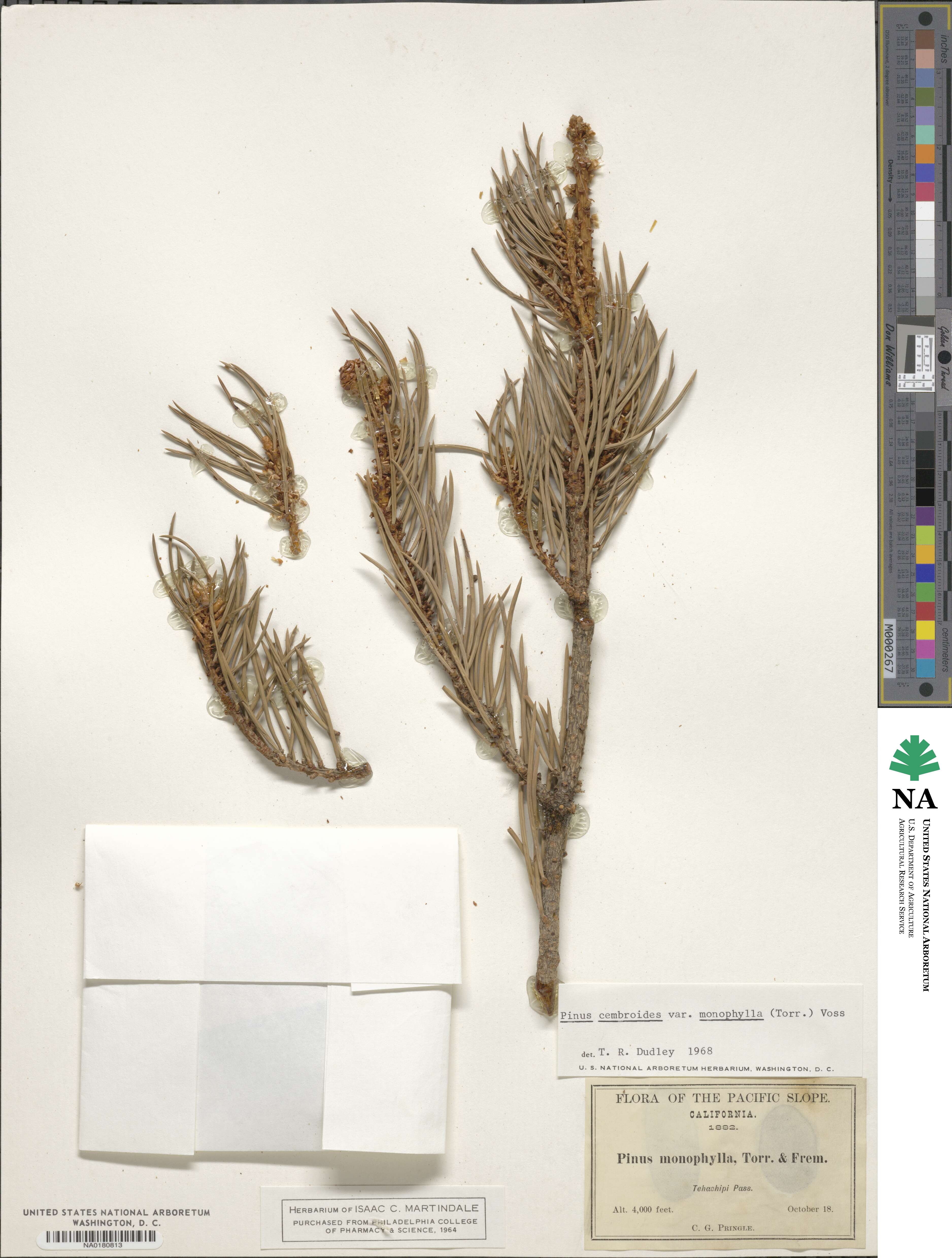 Pinus monophylla image