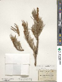 Pinus monophylla image