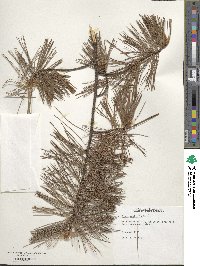 Pinus monticola image