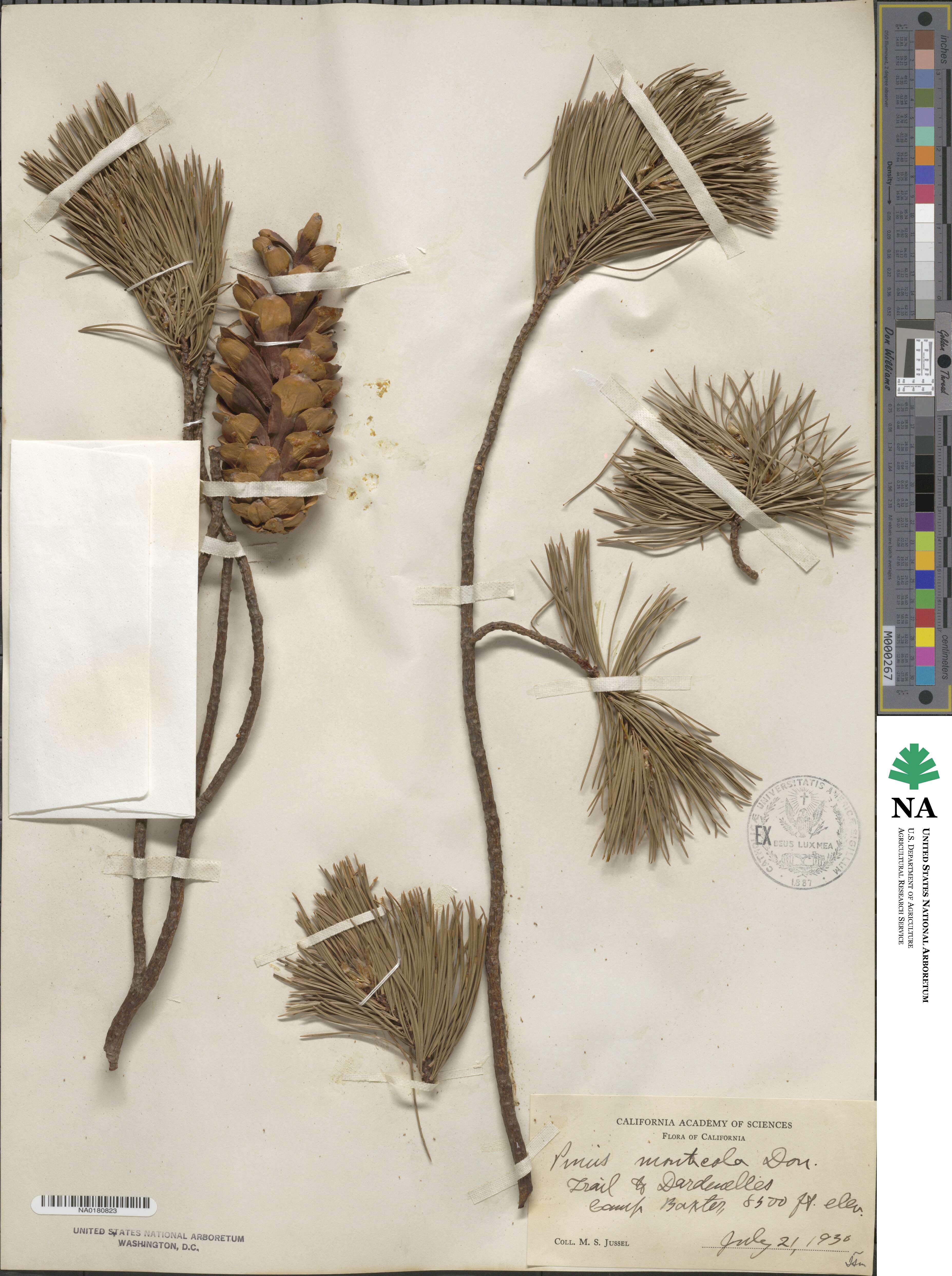 Pinus monticola image