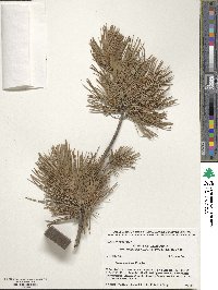 Pinus monticola image