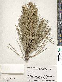 Pinus nigra image