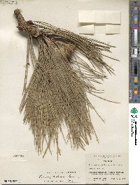 Pinus ponderosa image