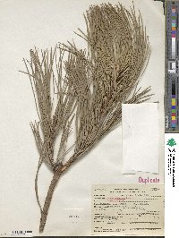 Pinus ponderosa image