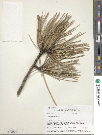 Pinus ponderosa image