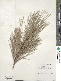 Pinus ponderosa image