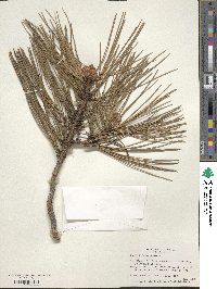 Pinus ponderosa image