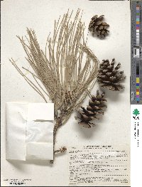 Pinus ponderosa image