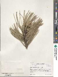 Pinus ponderosa image