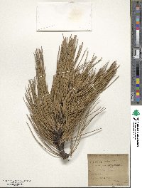 Pinus ponderosa image