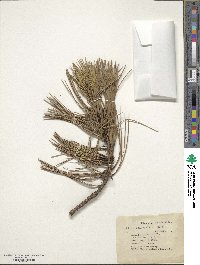 Pinus ponderosa image