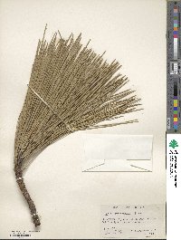 Pinus ponderosa image