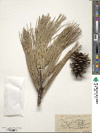 Pinus ponderosa image