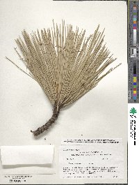 Pinus ponderosa image