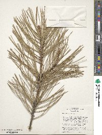 Pinus ponderosa image