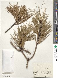 Pinus ponderosa image