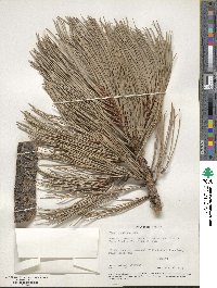 Pinus ponderosa image