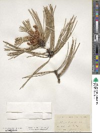 Pinus ponderosa image