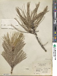 Pinus ponderosa image