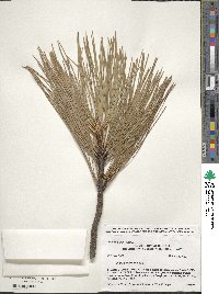 Pinus ponderosa image