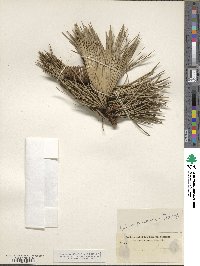 Pinus ponderosa image