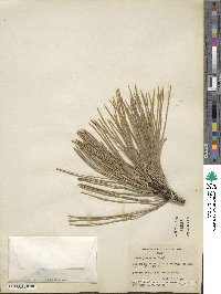 Pinus ponderosa image