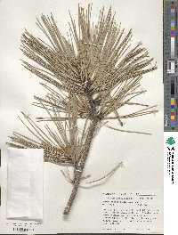 Pinus ponderosa image