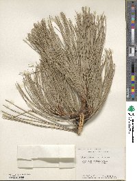 Pinus ponderosa image