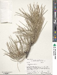 Pinus ponderosa image