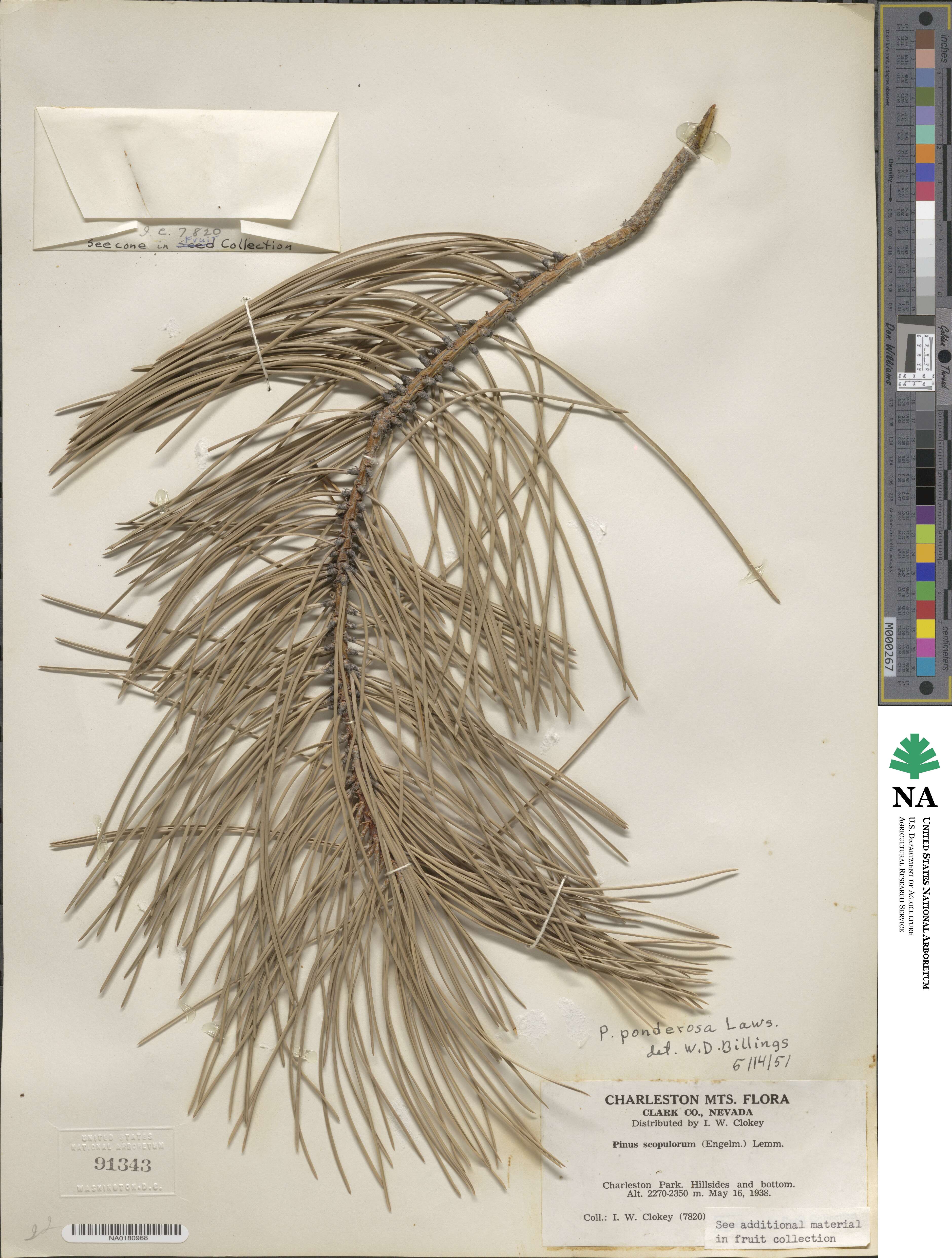 Pinus ponderosa image