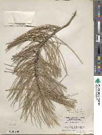 Pinus ponderosa image