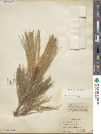 Pinus ponderosa image