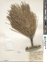 Pinus ponderosa image