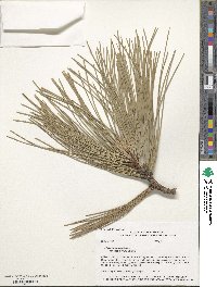 Pinus ponderosa image