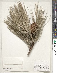 Pinus ponderosa var. scopulorum image