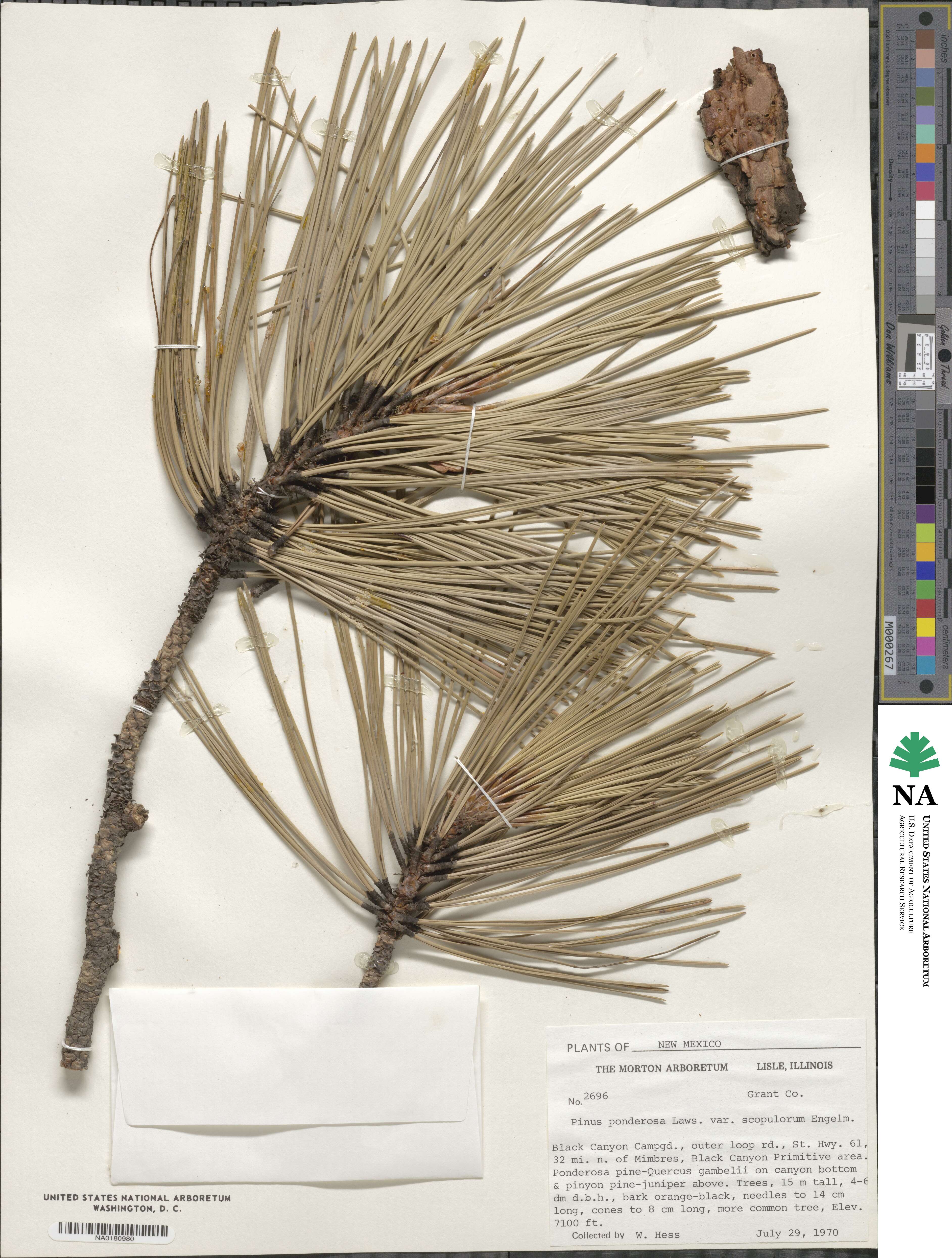 Pinus ponderosa var. scopulorum image