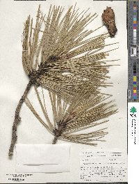 Pinus ponderosa image