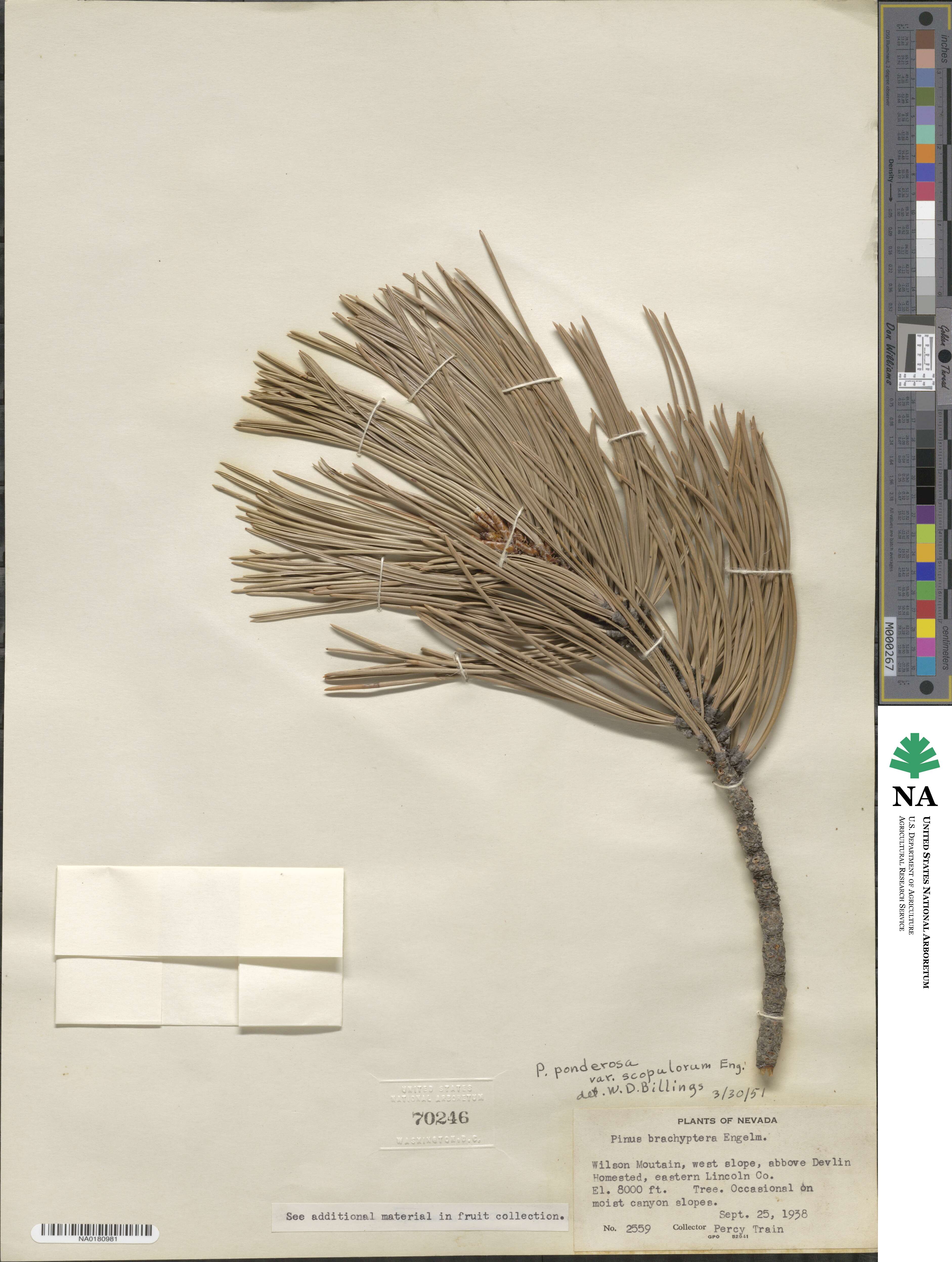 Pinus ponderosa var. scopulorum image