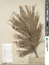 Pinus ponderosa image