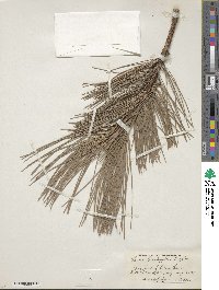 Pinus ponderosa image