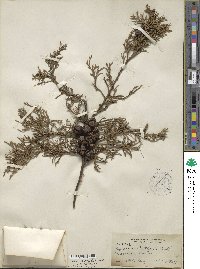 Cupressus lusitanica var. benthamii image