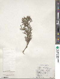 Cupressus lusitanica image