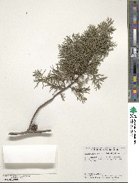 Cupressus lusitanica var. benthamii image