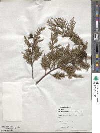 Cupressus lusitanica var. benthamii image