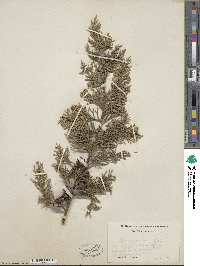 Cupressus lusitanica var. benthamii image