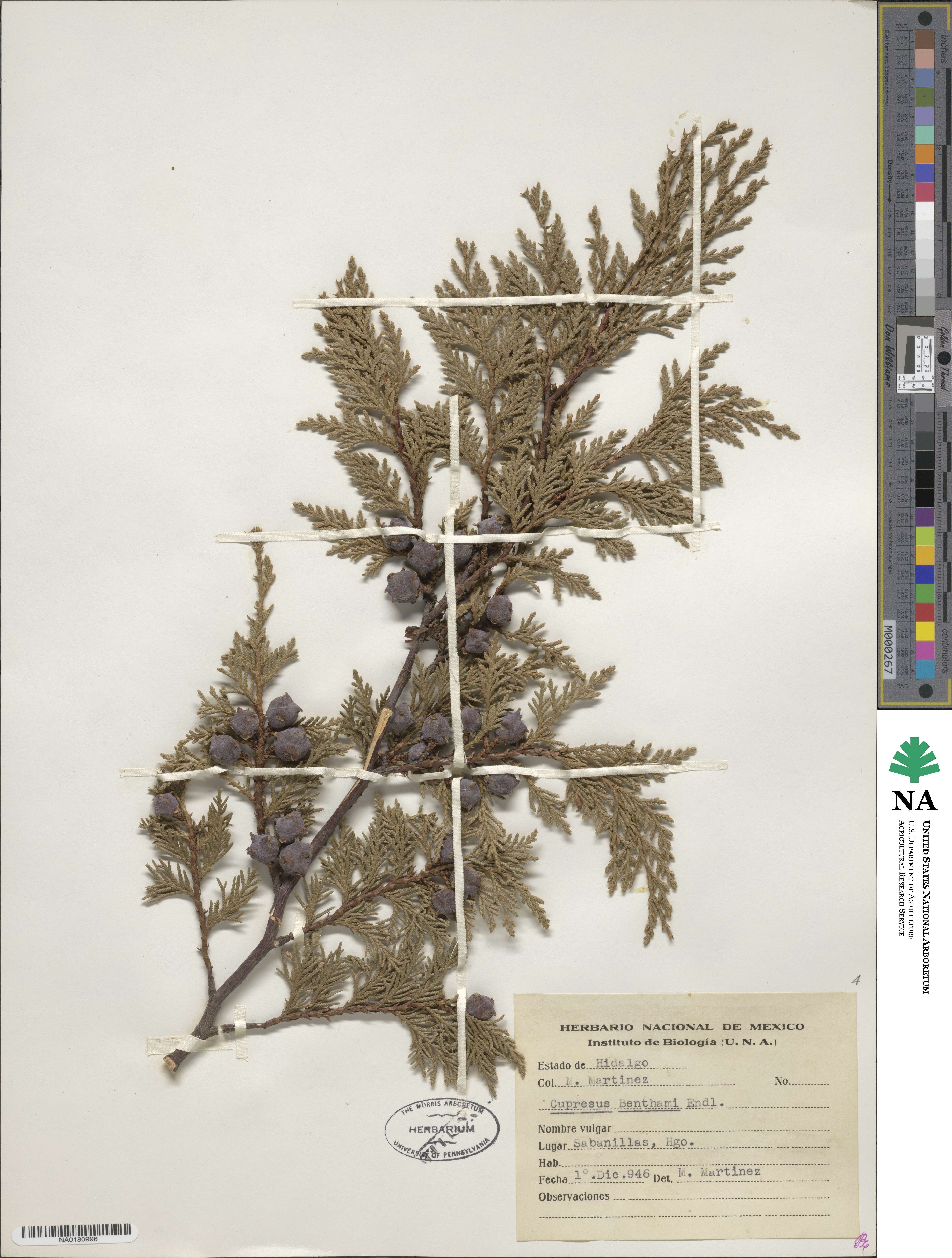 Cupressus lusitanica image